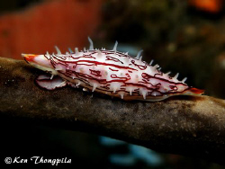 Graceful Spindle Cowry at Cod Hole Dive Site in Byron Bay... by Ken Thongpila 